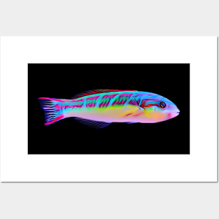 Pink Face Wrasse Posters and Art